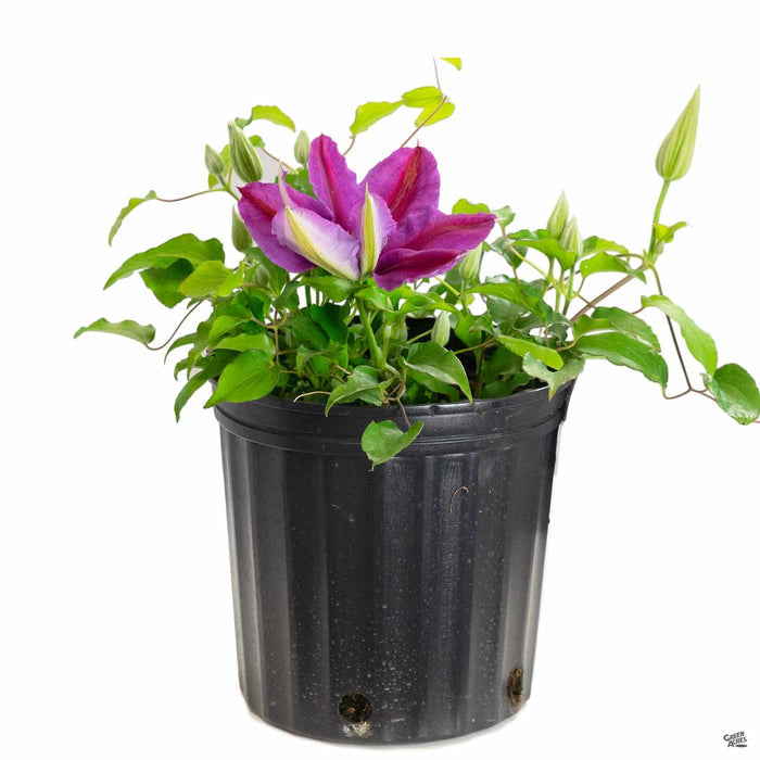 Clematis 2 gallon