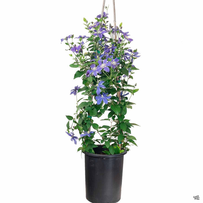 Clematis 5 gallon staked