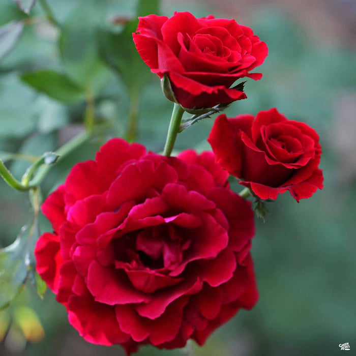 'Don Juan' Climbing Rose