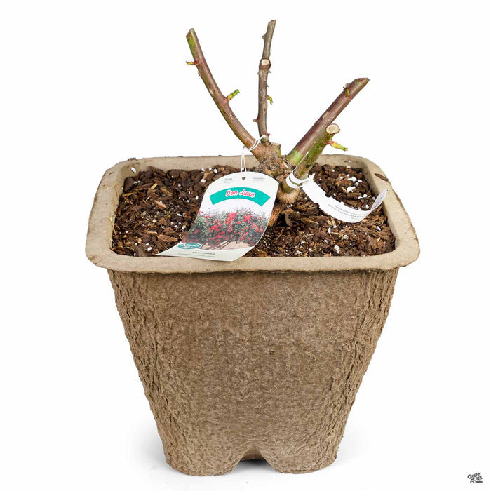 'Don Juan' Climbing Rose 11 inch fiber pot