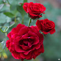 'Don Juan' Climbing Rose