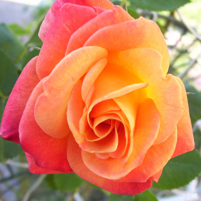 'Joseph's Coat' Climbing Rose