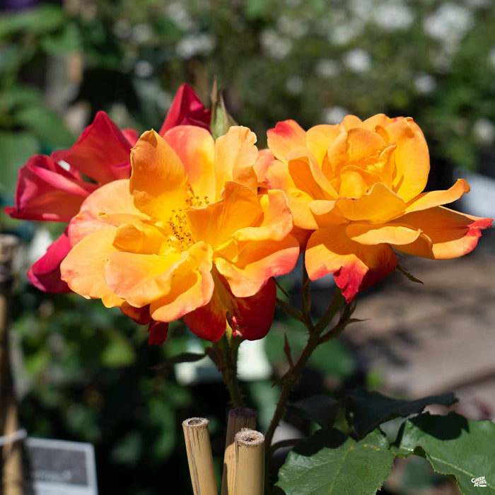 'Joseph's Coat' Climbing Rose