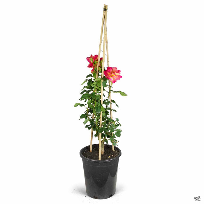 'Joseph's Coat' Climbing Rose 5 gallon staked