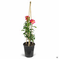 'Joseph's Coat' Climbing Rose 5 gallon staked