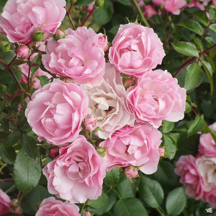 Peggy Martin Climbing Rose