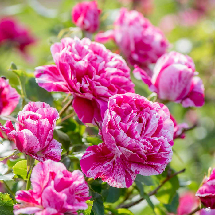 'Raspberry Cream Twirl' Climbing Rose