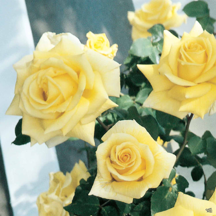 Royal Gold Climbing Rose
