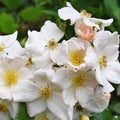 Sally Holmes Climbing Rose
