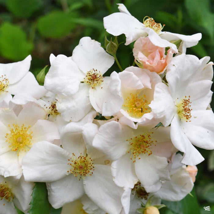 Sally Holmes Climbing Rose