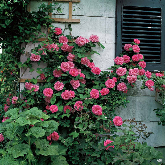 Zéphirine Drouhin Rose