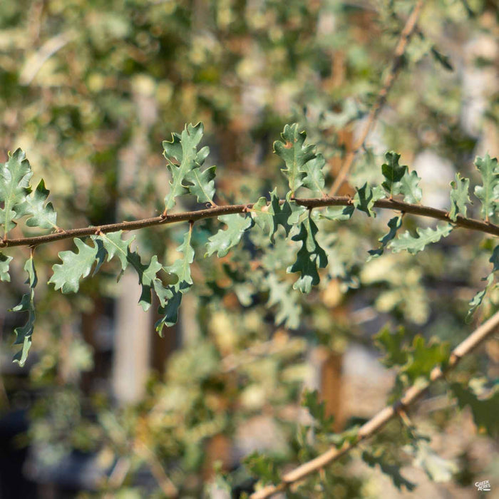 Coast Live Oak