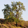 Coast Live Oak