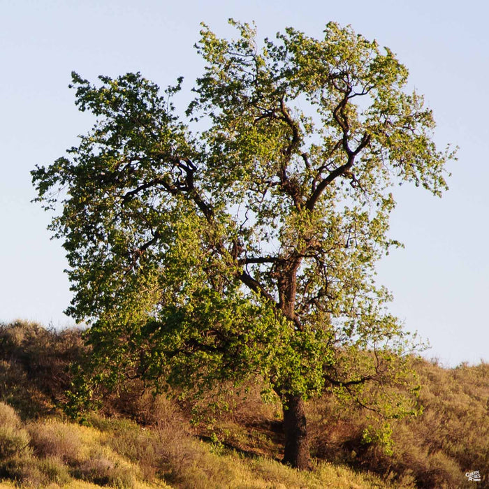 Coast Live Oak