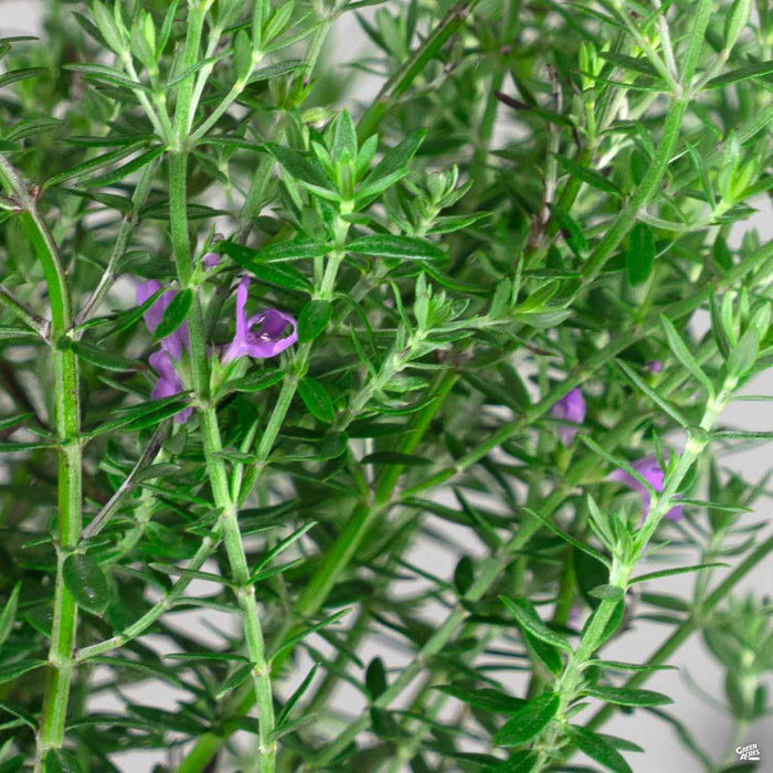 Westringia 'Blue Gem'