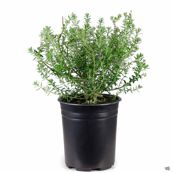 Westringia 'Blue Gem' 1 gallon