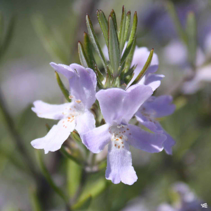 Westringia 'Wynyabbie Gem'