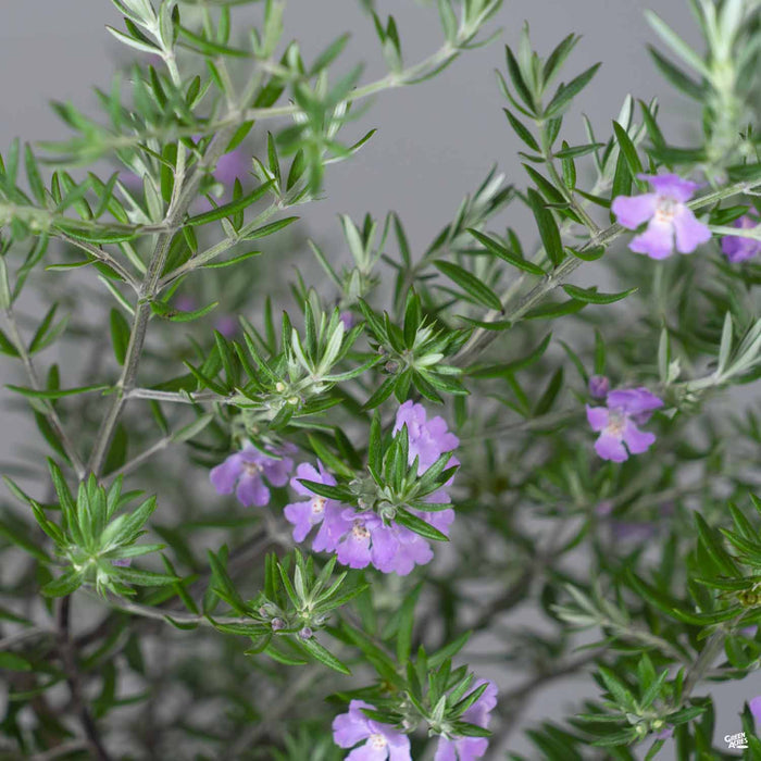 Westringia 'Wynyabbie Gem'