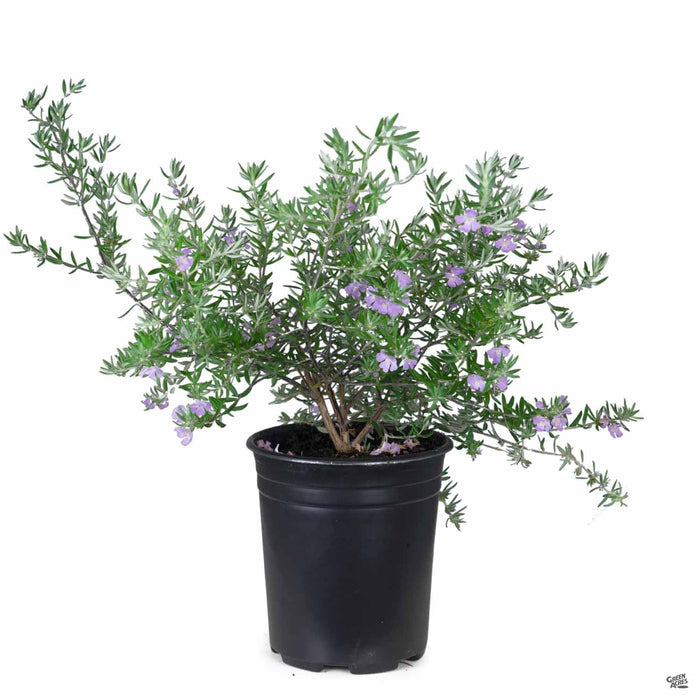 Westringia 'Wynyabbie Gem' 1 gallon