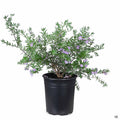 Westringia 'Wynyabbie Gem' 1 gallon