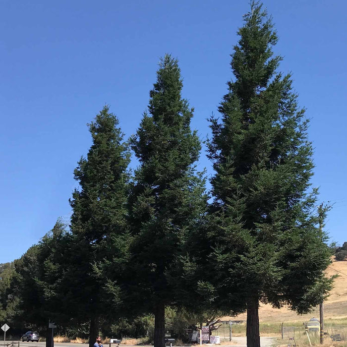 Sequoia sempervirens 'Aptos Blue'