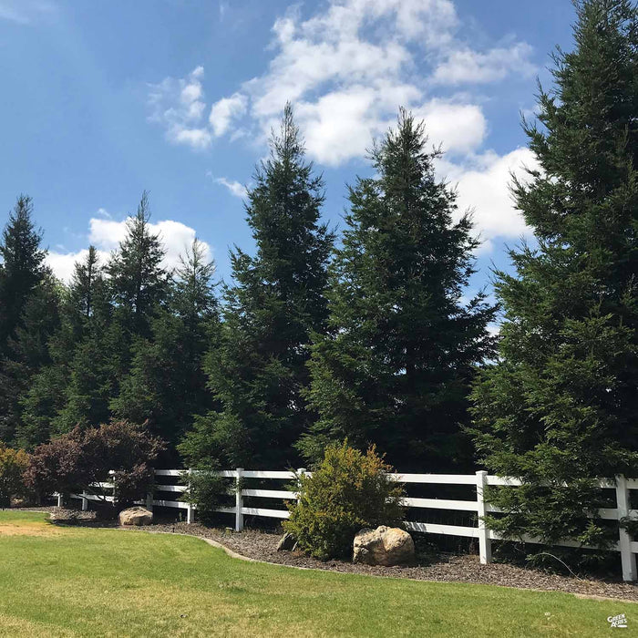 Sequoia sempervirens - Coastal Redwood 'Aptos Blue'