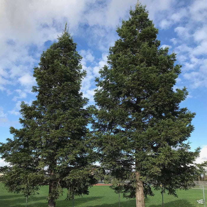 Sequoia sempervirens - Coastal Redwood 'Aptos Blue'