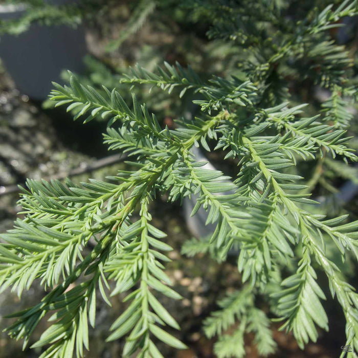 Sequoia sempervirens - Coastal Redwood 'Aptos Blue' Closeup