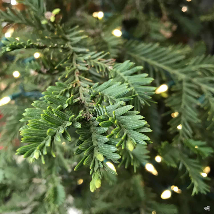 Sequoia sempervirens - Coastal Redwood 'Aptos Blue'