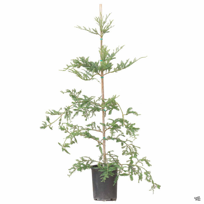 Sequoia sempervirens - Coastal Redwood 'Aptos Blue' 5 gallon