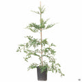 Sequoia sempervirens - Coastal Redwood 'Aptos Blue' 5 gallon