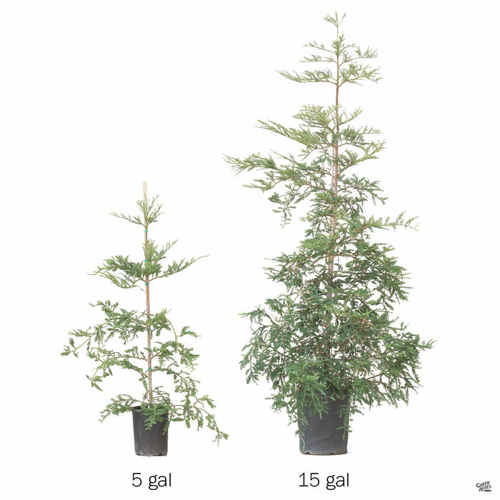 Coastal Redwood 'Aptos Blue' Side by side comparison of 5 gallon and 15 gallon