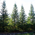 Coastal Redwood 'Soquel'