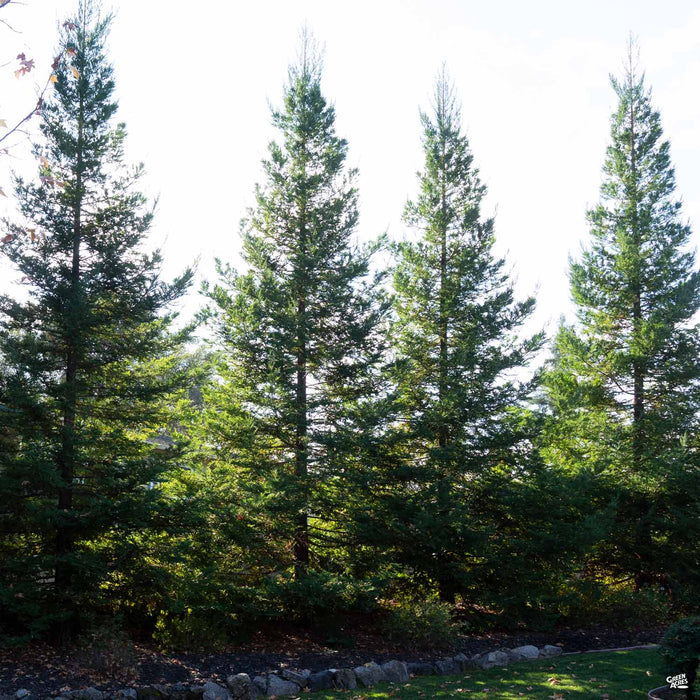 Coastal Redwood 'Soquel'