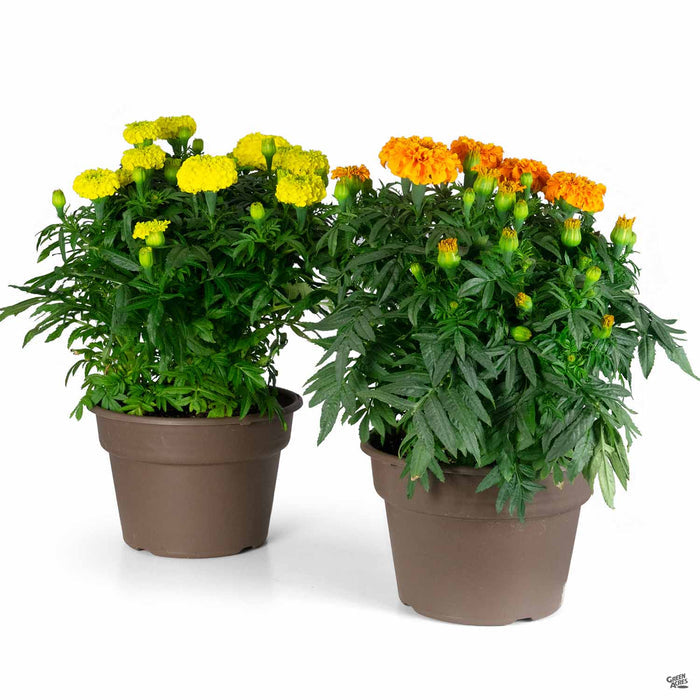 Day of the Dead Color Bowl with orange and yellow marigolds 10 inch cache pot