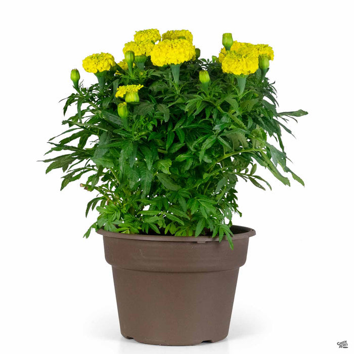 Day of the Dead Color Bowl with yellow marigolds 10 inch cache pot