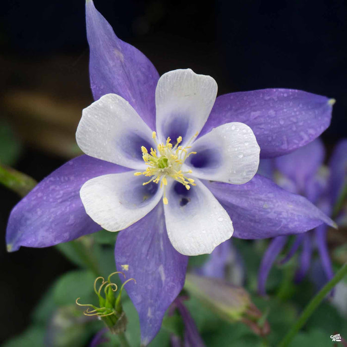Blue Columbine