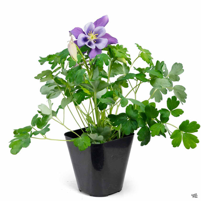 4" / Purple