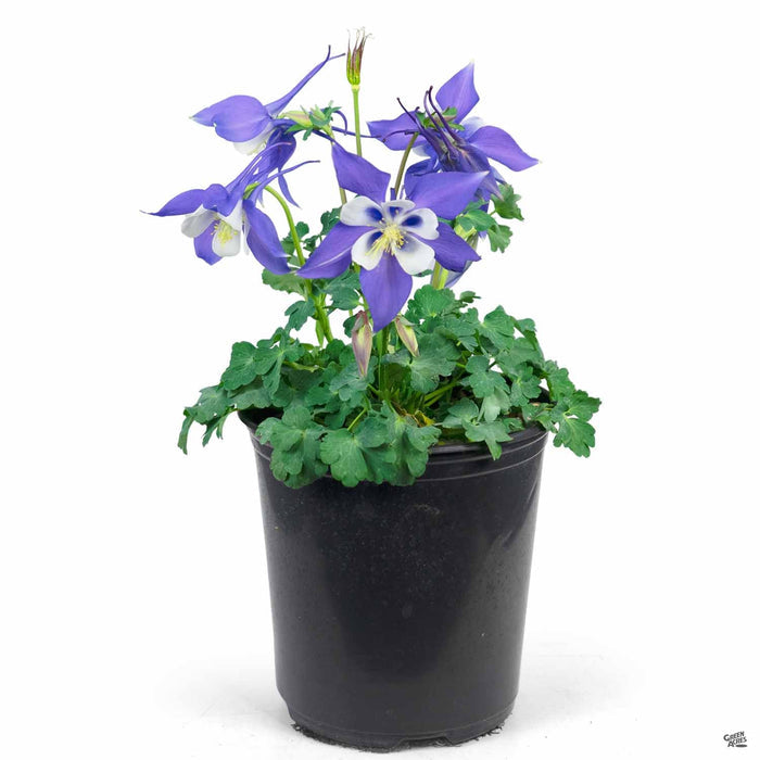1 gal / Blue