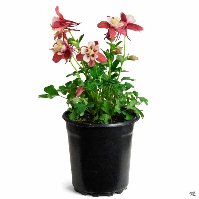 1 gal / Red