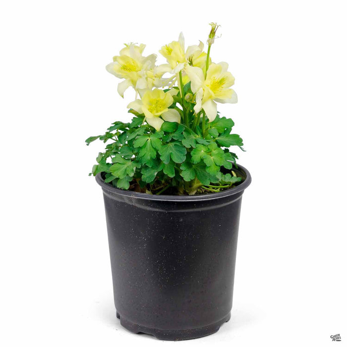 1 gal / Yellow