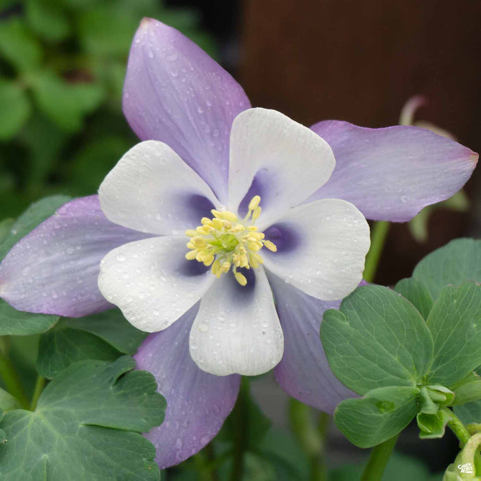 Light Blue Columbine