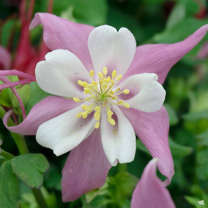 Pink Columbine