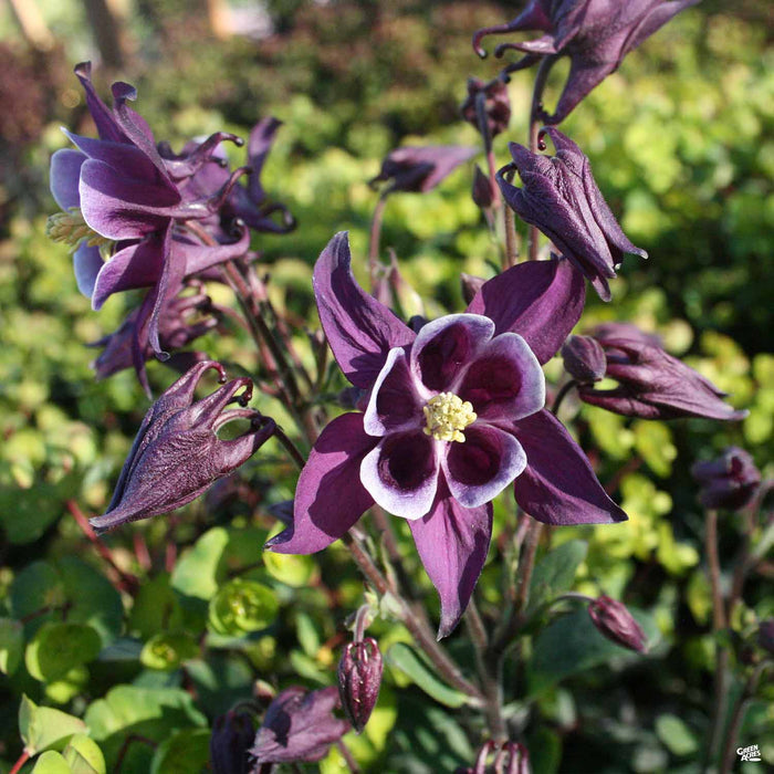 Purple Columbine