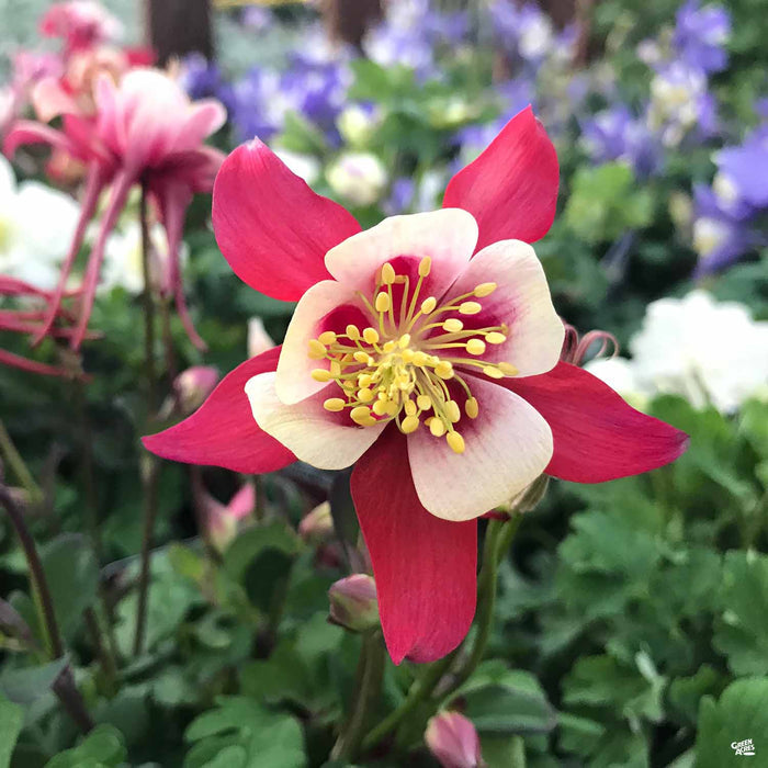 Red Columbine