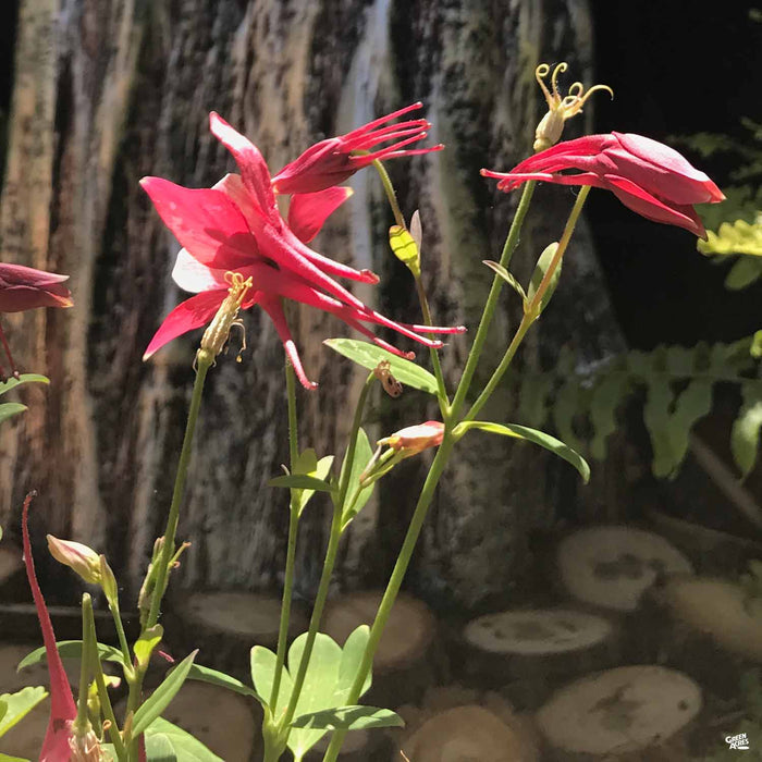 Red Columbine