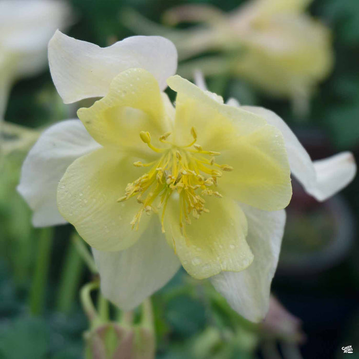 Yellow Columbine