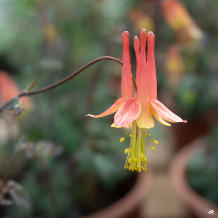 Columbine Aquilegia formosa 'Nana'