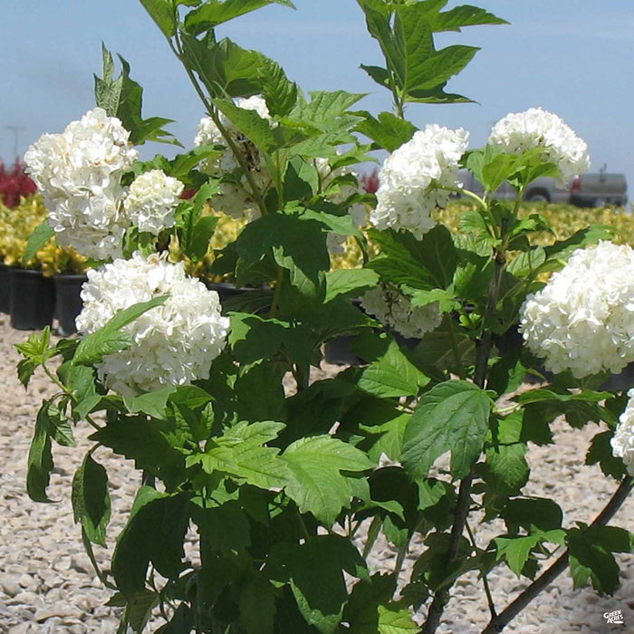 Common Snowball