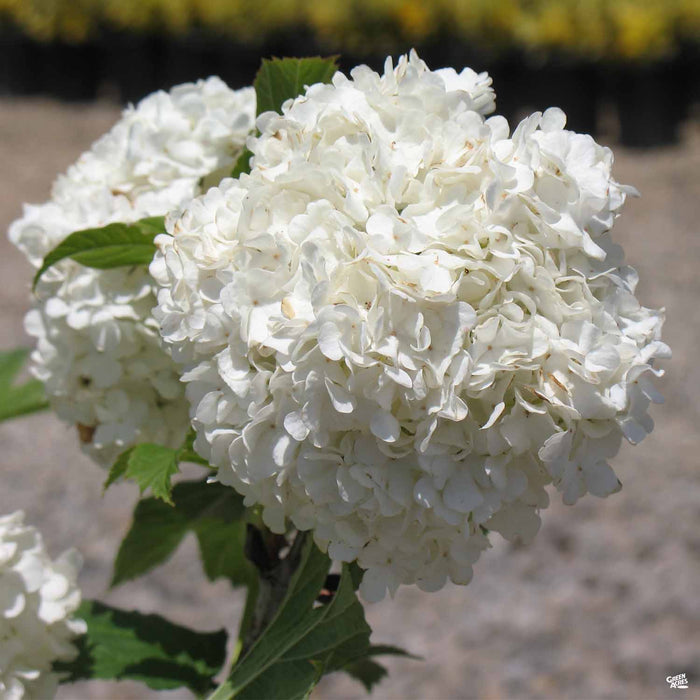 Common Snowball